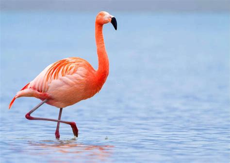 The Magnetic Allure of Magic Motion Flamingos